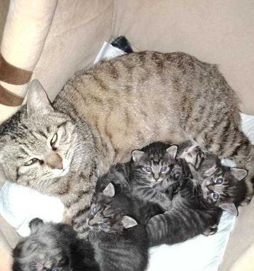 狗破腹产后多久可以洗澡？（了解适合狗破腹产后洗澡的最佳时间和方法）