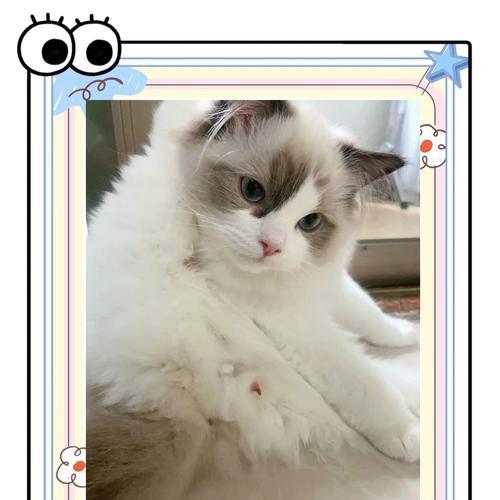 猫咪性成熟的时间及影响因素（从幼猫到成年猫，性成熟需要多久？）