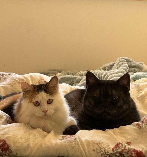 猫咪性成熟时间及影响因素｜宠物养护核心技巧