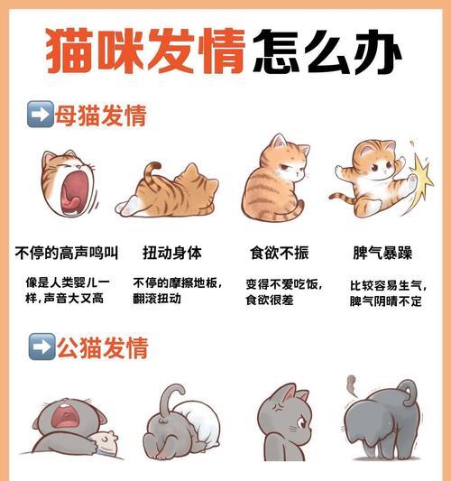 猫咪性成熟的时间及影响因素（从幼猫到成年猫，性成熟需要多久？）