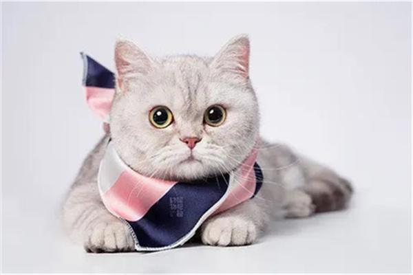 猫咪为何偏爱家中特定成员?|饲养实用指南 为什么猫咪会偏爱家里的某个成员?