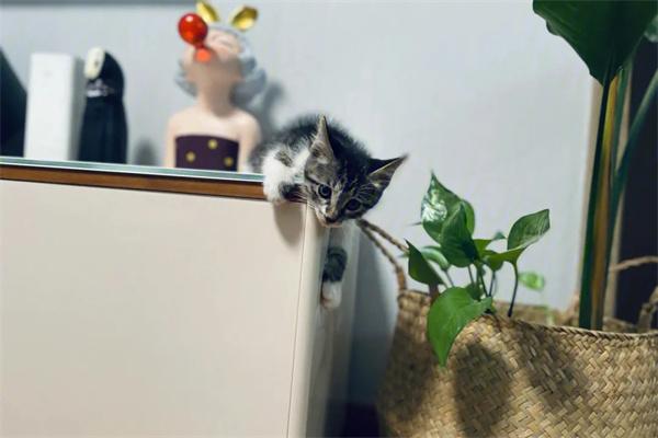 猫咪为何从高楼跳下?全攻略教你预防悲剧发生 猫咪为什么会从高楼跳下去?