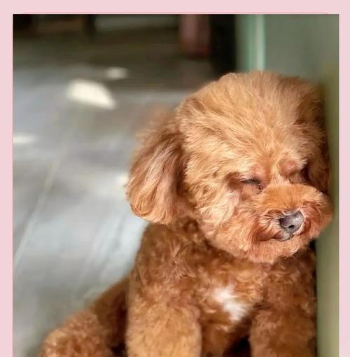 泰迪(从喂养到训练,你必须了解的关键细节) 泰迪(从喂养到训练,你必须了解的关键细节)