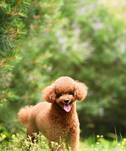 泰迪(从喂养到训练,你必须了解的关键细节) 泰迪(从喂养到训练,你必须了解的关键细节)