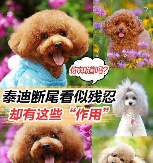 泰迪(从喂养到训练,你必须了解的关键细节) 泰迪(从喂养到训练,你必须了解的关键细节)