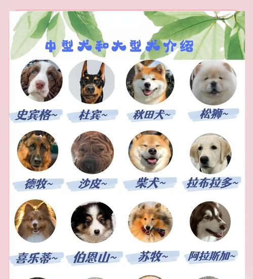 如何正确养狗狗?(注意事项与养护技巧) 如何正确养狗狗?(注意事项与养护技巧)