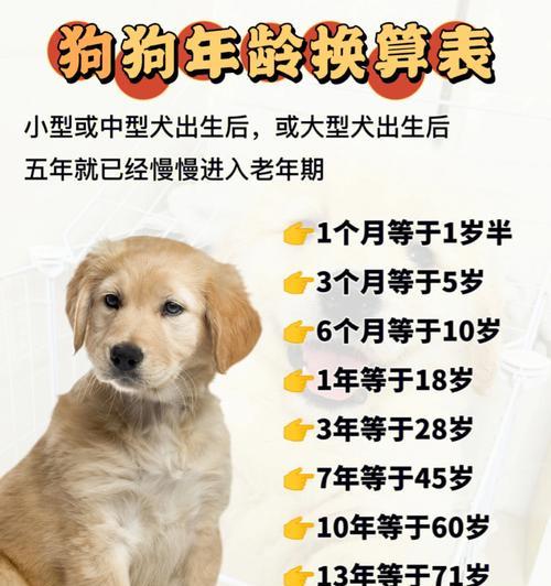 如何正确养狗狗?(注意事项与养护技巧) 如何正确养狗狗?(注意事项与养护技巧)