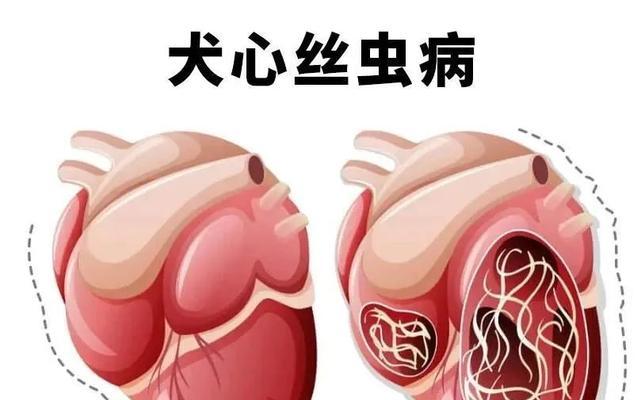 犬心丝虫病致命时长全攻略