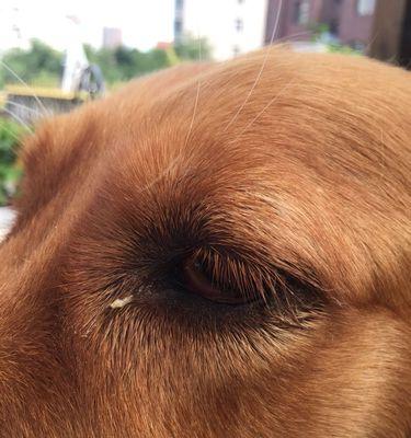 狗狗眼屎类型及处理方法全攻略