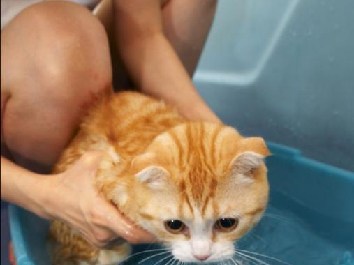 刚出生的猫什么时候可以洗澡?(了解猫宝宝洗澡的最佳时机及注意事项) 刚出生的猫什么时候可以洗澡?(了解猫宝宝洗澡的最佳时机及注意事项)