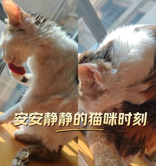 刚出生猫咪洗澡时机及注意事项全攻略