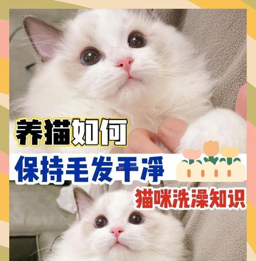 刚出生的猫什么时候可以洗澡?(了解猫宝宝洗澡的最佳时机及注意事项) 刚出生的猫什么时候可以洗澡?(了解猫宝宝洗澡的最佳时机及注意事项)
