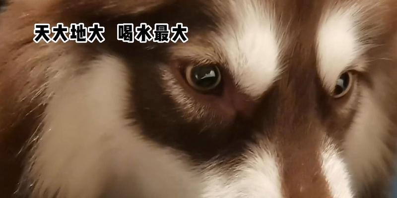 小狗手术后多久可以喝水?(手术后的水分摄取是关键,注意饮水时间和方式) 小狗手术后多久可以喝水?(手术后的水分摄取是关键,注意饮水时间和方式)