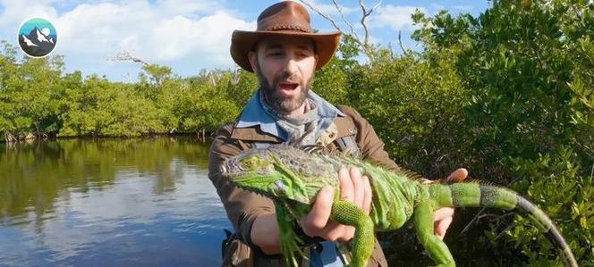 绿鬣蜥可以喂食哪些蔬菜全攻略 绿鬣蜥可以喂食哪些蔬菜全攻略