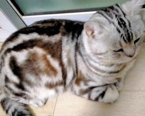 揭开猫咪吐绿水之谜|实用处理方法全攻略 揭开猫咪吐绿水之谜|实用处理方法全攻略