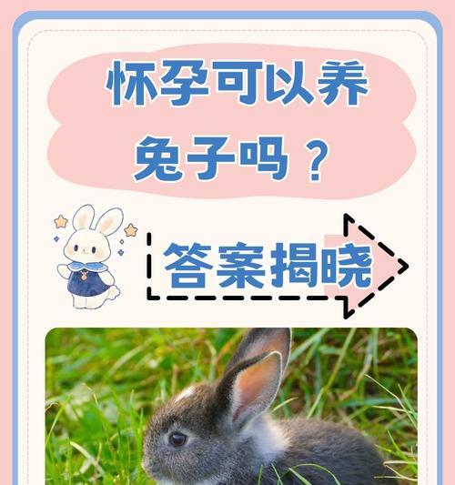 熊猫兔饲养方式全攻略