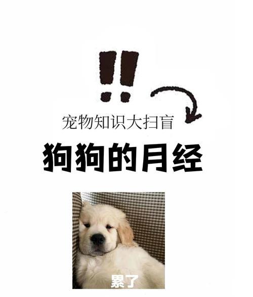 狗狗生理周期全攻略