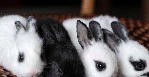 熊猫兔饲养方式全攻略