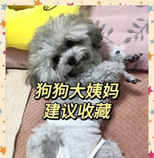 狗狗生理周期全攻略