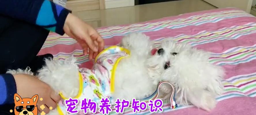 狗狗生理周期全攻略