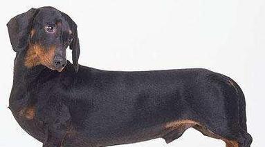 狗品种多样性与个性特点全攻略 狗品种多样性与个性特点全攻略