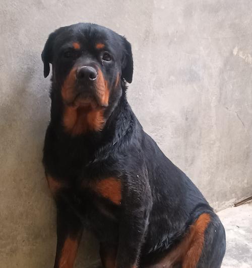 狗品种多样性与个性特点全攻略 狗品种多样性与个性特点全攻略