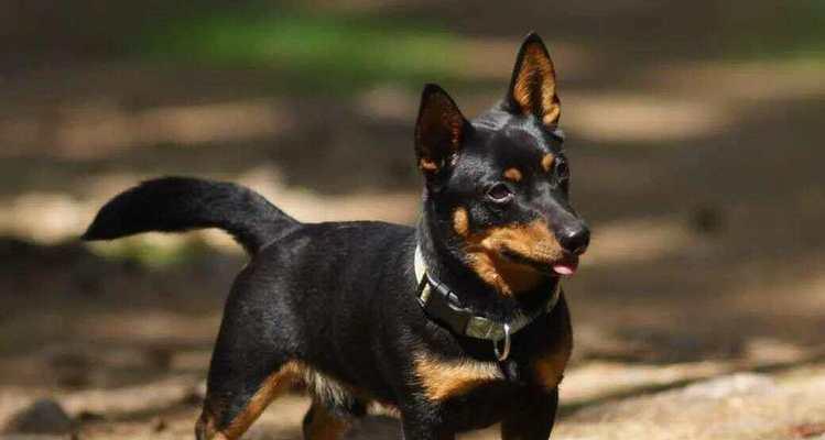 狗品种多样性与个性特点全攻略 狗品种多样性与个性特点全攻略