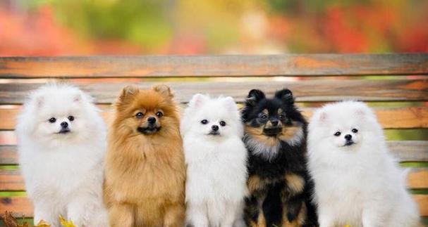 探索狗狗品种与情感纽带全攻略 探索狗狗品种与情感纽带全攻略