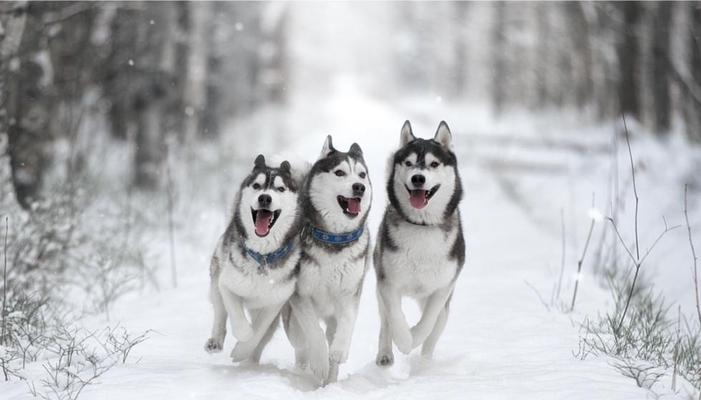 探索狗狗品种与情感纽带全攻略 探索狗狗品种与情感纽带全攻略