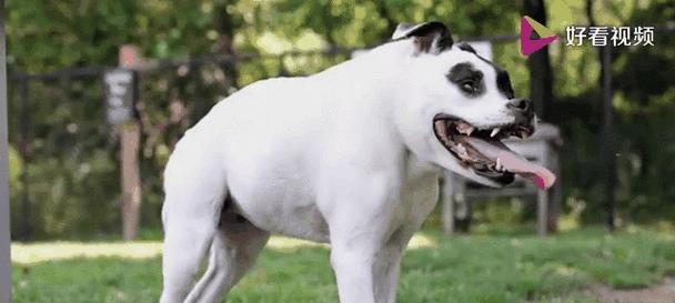 探索狗狗品种与情感纽带全攻略