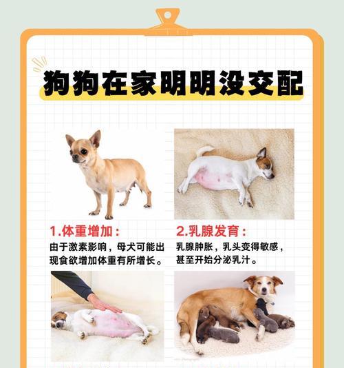 怀孕前与狗隔离的重要性全攻略 怀孕前与狗隔离的重要性全攻略