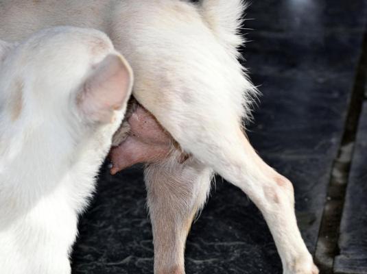 怀孕前与狗隔离的重要性全攻略