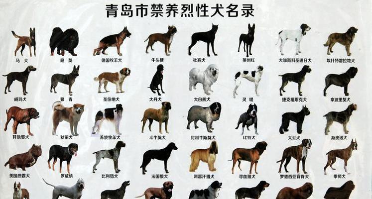狗狗品种大全全攻略 狗狗品种大全全攻略