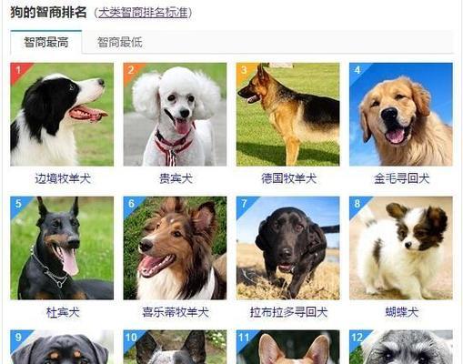 狗狗品种大全全攻略 狗狗品种大全全攻略