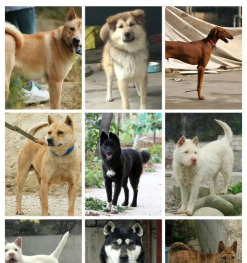 狗狗品种大全全攻略