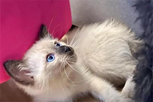 猫咪自己在家会干什么全攻略 猫咪自己在家会干什么?