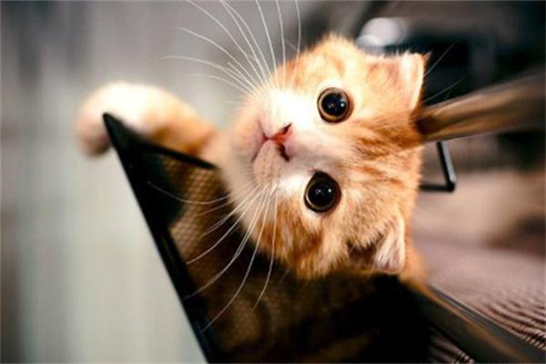 猫咪自己在家会干什么全攻略 猫咪自己在家会干什么?