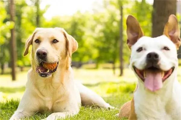 养狗不养双说法解析全攻略 养狗不养双是什么意思?