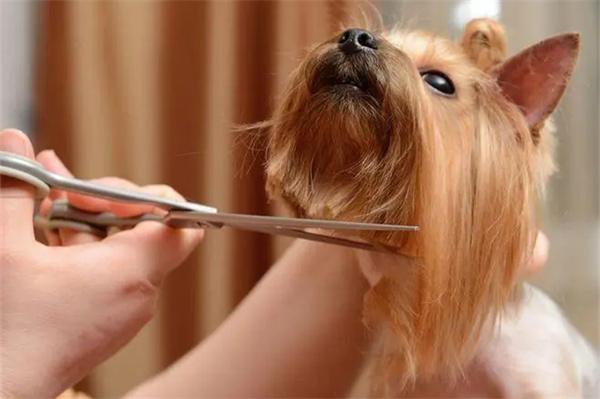 夏天给狗狗剃毛影响全攻略 夏天给狗狗剃毛会有哪些影响?