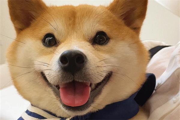 狗狗对主人呲牙原因全攻略 狗狗对主人呲牙是什么原因?