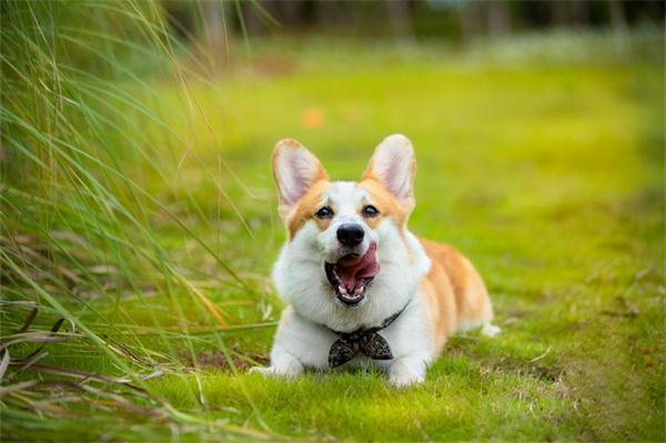 夏天给狗狗剃毛影响全攻略 夏天可以给狗狗剃毛吗?