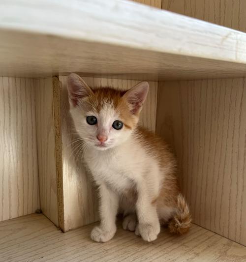 猫咪的成长速度究竟有多快？（探秘两个月内猫咪的惊人成长之旅）