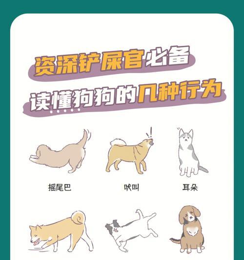 揭秘狗狗的心声狗语肢体动作深度沟通全攻略