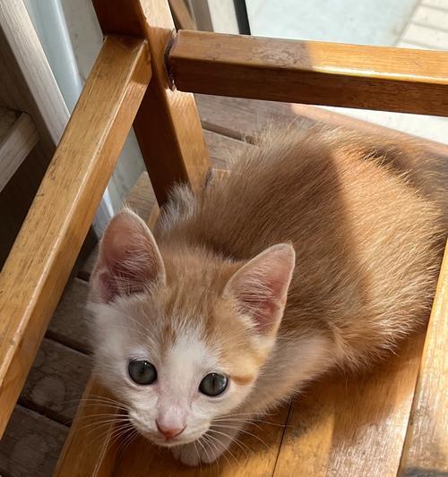 猫咪的成长速度究竟有多快？（探秘两个月内猫咪的惊人成长之旅）