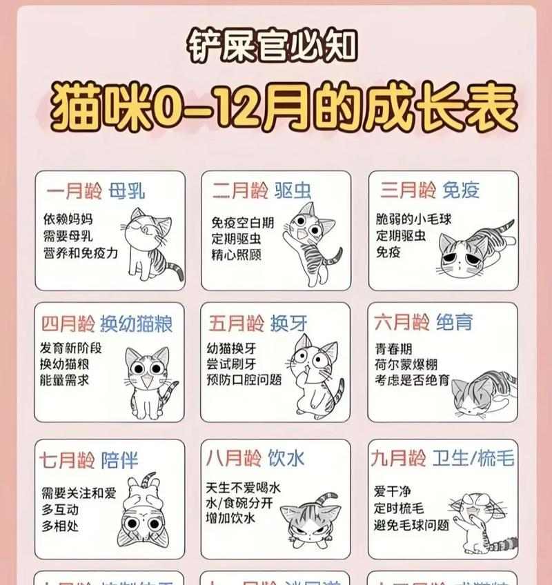猫咪成长速度揭秘全攻略