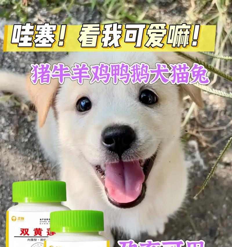 小狗感冒的痊愈时间及治疗方法(了解小狗感冒的治愈时间是关键,帮助你的宠物尽快康复) 小狗感冒的痊愈时间及治疗方法(了解小狗感冒的治愈时间是关键,帮助你的宠物尽快康复)