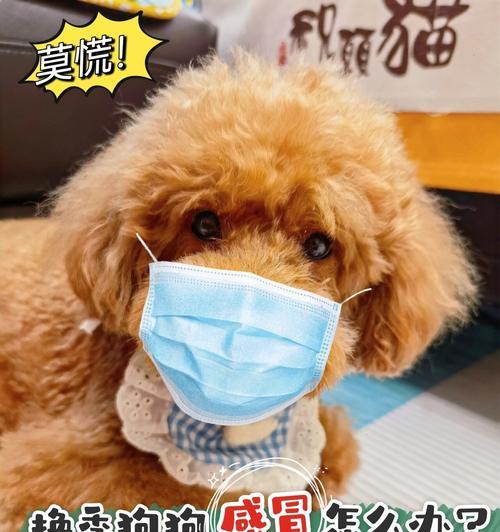 小狗感冒的痊愈时间及治疗方法(了解小狗感冒的治愈时间是关键,帮助你的宠物尽快康复) 小狗感冒的痊愈时间及治疗方法(了解小狗感冒的治愈时间是关键,帮助你的宠物尽快康复)