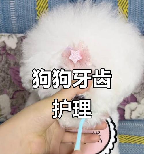 狗的牙齿咀嚼习惯及对健康的影响（探究狗的牙齿咀嚼习惯以及如何保持口腔健康）