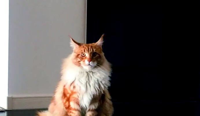 2022年宠物猫行情价格分析（宠物猫价格走势及未来预测，）