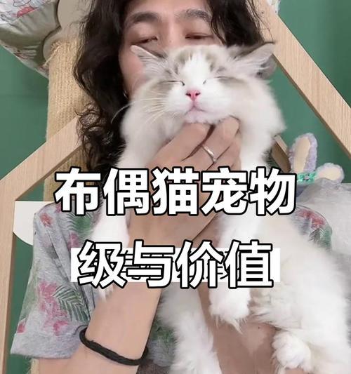 2022年宠物猫行情价格分析（宠物猫价格走势及未来预测，）